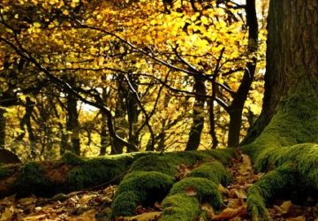 nature-racines-arbre-automne-cueillette_opt copie