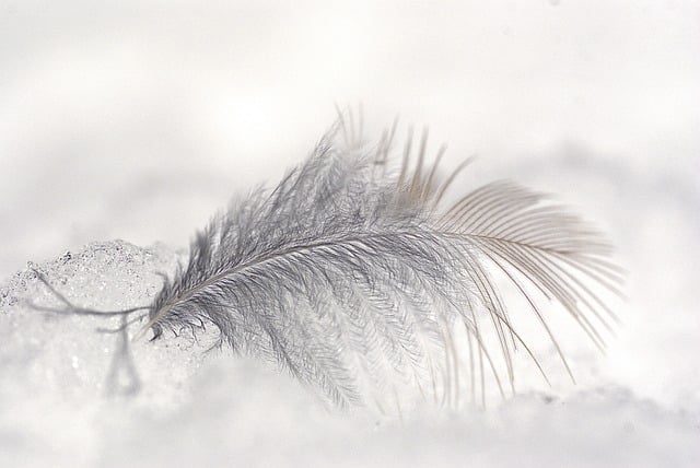 feather-6184325_640